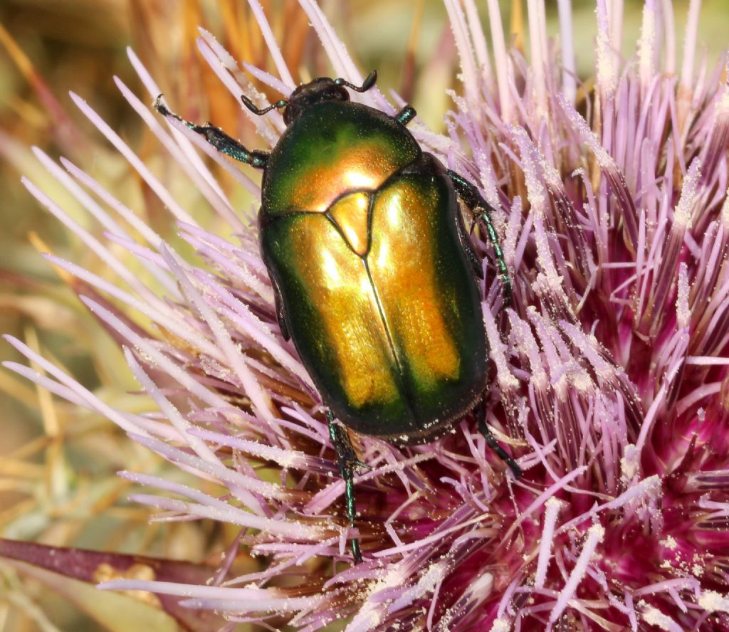 Cetoniidae: Protaetia (Netocia) cuprea cuprea